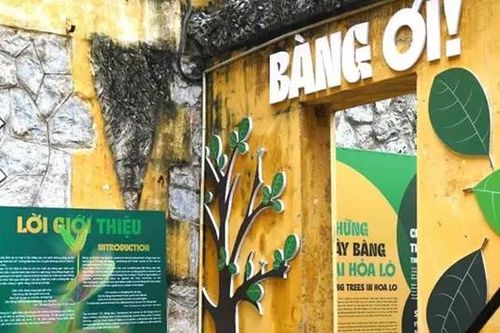 Kể chuyện về những cây bàng tại Nhà tù Hỏa Lò