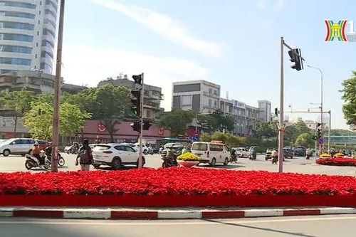 Hoa trạng nguyên rực rỡ giữa phố