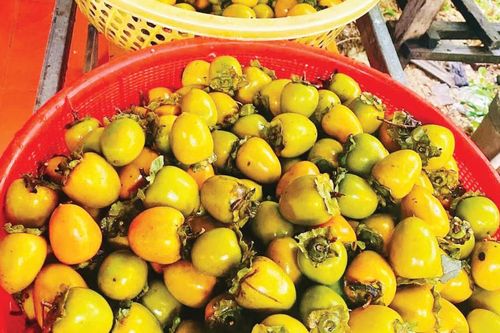 Hồng ngâm - món quà dân dã mùa thu