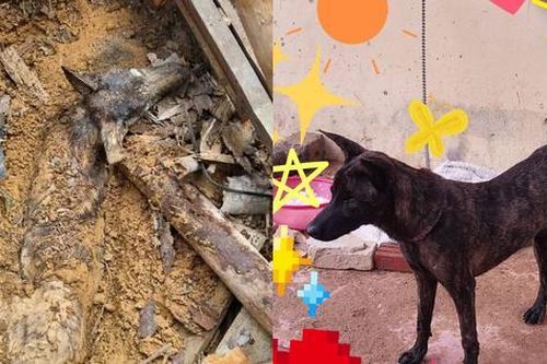 Sức sống phi thường của chú chó bị vùi lấp 9 ngày trong ngôi nhà bị sạt lở tại Yên Bái