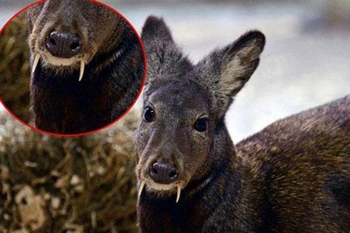 Loài hươu kỳ dị mang đặc điểm đáng sợ của 'ma cà rồng' có mồ hôi quý như vàng