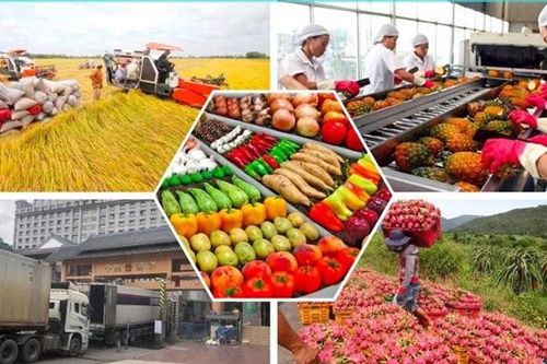Nâng giá trị nông sản bằng chế biến sâu