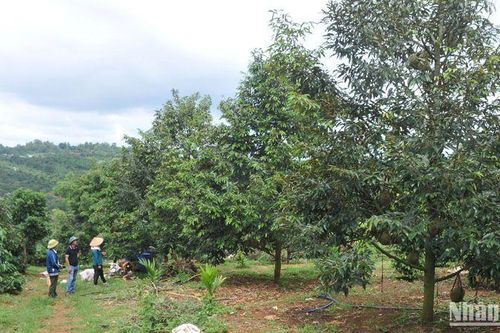 Đắk Nông khuyến cáo người dân không mở rộng diện tích sầu riêng