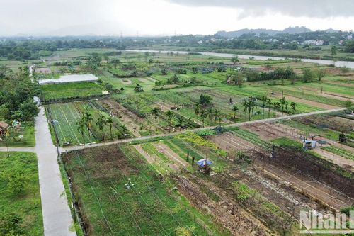 Hợp tác xã rau an toàn Túy Loan gắn kết nông dân và nỗ lực vươn mình
