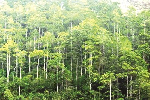 Đồng Nai: Nhiều sai phạm tại Ban Quản lý rừng phòng hộ Xuân Lộc