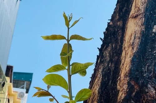 Mầm cây bật dậy bên đường phố Hà Nội sau mưa bão