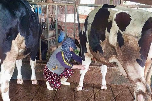 Người nuôi bò sữa không đồng ý mức giá bồi thường lần 2