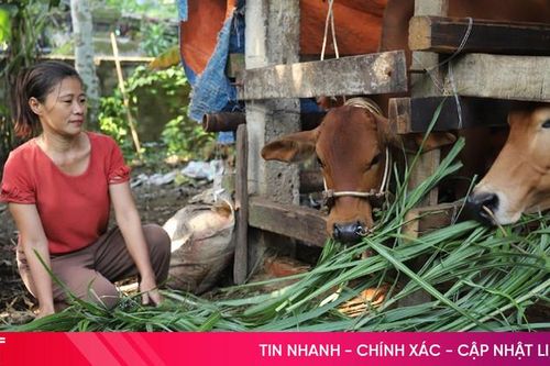 Nỗ lực giảm nghèo ở xã khó khăn của Hương Sơn