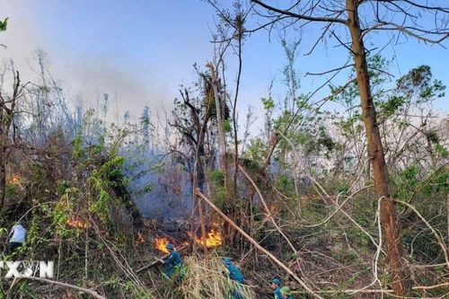 Quảng Ninh: Đốt thực bì sau dọn dẹp, thu dọn rừng phải đăng ký, xin phép