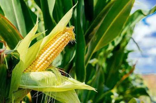 EC cho phép nhập khẩu ngô và bông biến đổi gene
