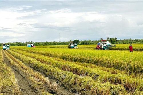 Sản xuất lúa, tôm đặc sản cho nông dân thu nhập bạc tỷ