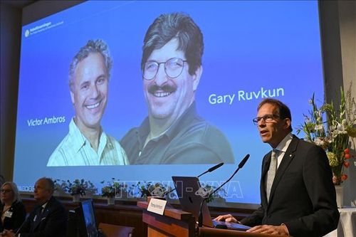 Nobel 2024: Hành trình đến giải thưởng Y Sinh của những 'công tắc di truyền' siêu nhỏ