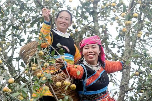 Mùa thu hoạch sơn tra ở huyện Bắc Yên (Sơn La)