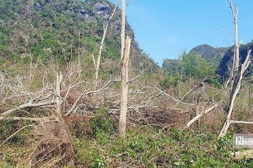 Báo động tình trạng cháy rừng ở Hải Phòng và Quảng Ninh