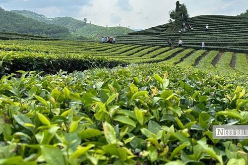 Du lịch vùng chè Đông Bắc: Lối đi nào cho phát triển bền vững?