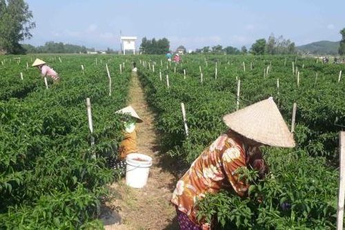Để dừa xiêm, ớt Bình Định rộng đường sang thị trường tỷ dân