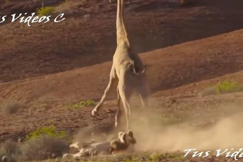 CLIP: Một mình săn hươu cao cổ, sư tử nhận cái kết 'đắng ngắt'