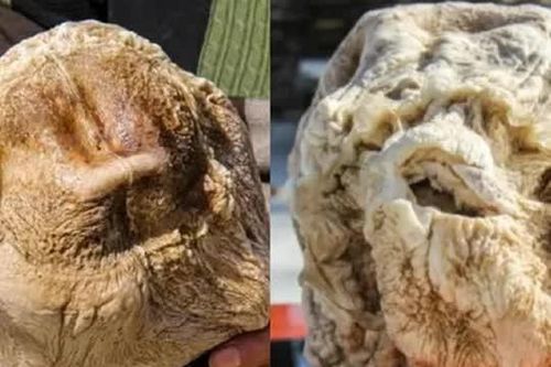 Anh nông dân đào được 'tảng đá' lạ, không ngờ là thứ quý giá giúp 'đổi đời' chỉ sau 1 đêm