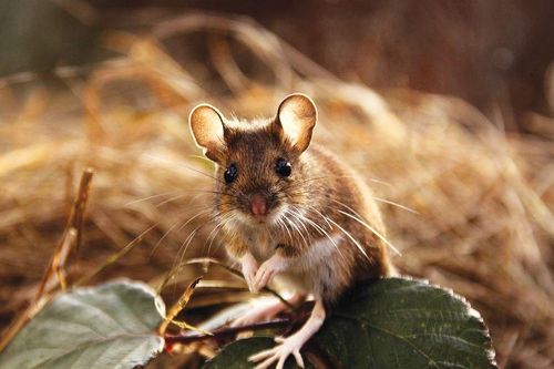 Khám phá loài động vật 'sống dai' nhất thế giới, bị dội bom nguyên tử cũng không chết: Giết người nhiều vô số kể?
