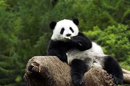 Loài động vật ngay cả sư tử cũng không dám động tới: Vẻ ngoài khiến nhiều người bị mắc lừa!