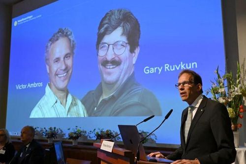 Giải Nobel Y sinh 2024: Loài giun nhỏ gợi mở khả năng phòng ngừa bệnh ung thư