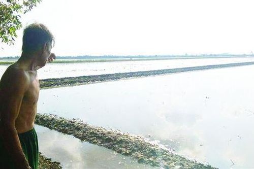 Chuyện trớ trêu tại 'cánh đồng vàng' ở Long An, hàng nghìn người đi đào
