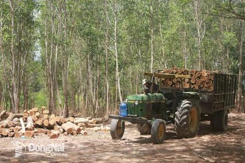 Nhiều vi phạm trên đất lâm nghiệp tại Xuân Lộc