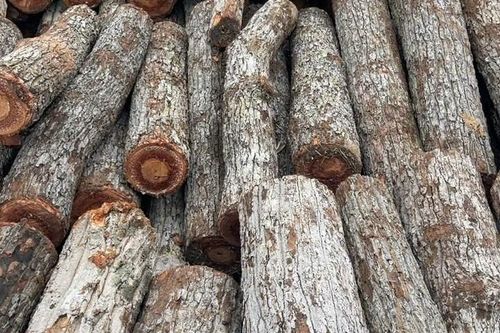Hạt Kiểm lâm huyện Chư Prông tạm giữ xe chở gỗ rừng trái phép