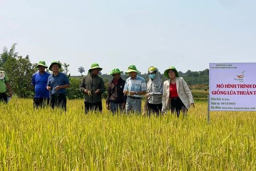 Xã hội hóa khuyến nông thúc đẩy sản xuất lúa chất lượng cao
