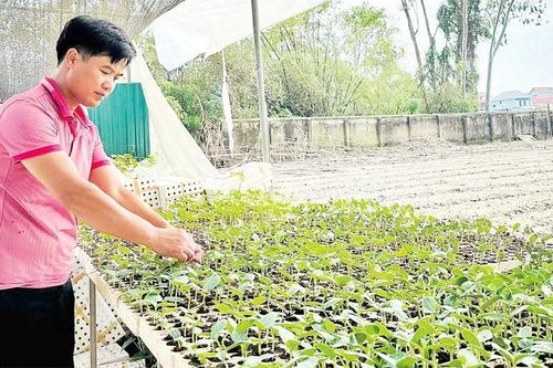 Đáp ứng nguồn cung hạt giống rau màu ở các tỉnh phía bắc