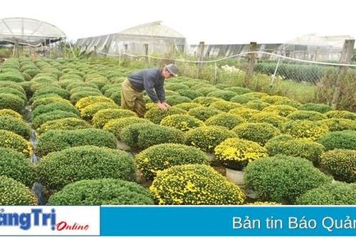 An Lạc, làng hoa bên sông Hiếu
