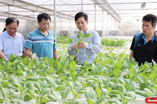 Hướng đi mới trong sản xuất nông nghiệp ứng dụng công nghệ cao