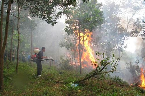 Liên tiếp xảy ra những vụ cháy rừng ở Hải Phòng và Quảng Ninh