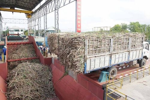 Vì sự hồi sinh của ngành mía đường