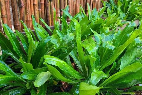Cách trồng rau mùi tàu tại nhà