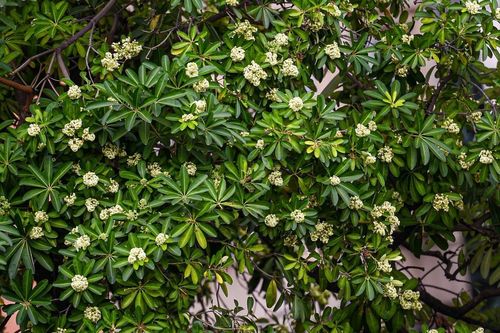 Mùi hoa sữa nồng nàn khiến dân mạng người say đắm, kẻ 'kêu trời'