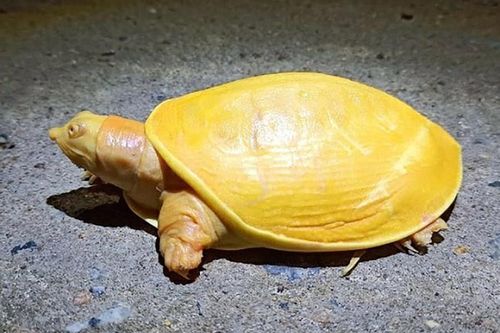 Loài rùa có màu vàng cực quý hiếm ở Ấn Độ