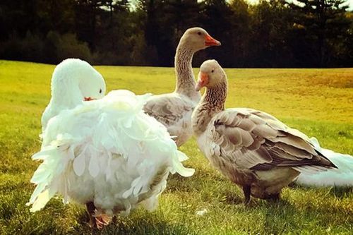 Loài ngỗng có bộ lông độc đáo được ưa chuộng nuôi làm cảnh