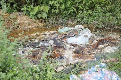 Quảng Bình: Hôi thối xác lợn chết vứt la liệt ở nghĩa địa