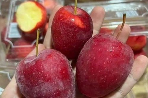 Táo cherry loạn giá, mập mờ nguồn gốc