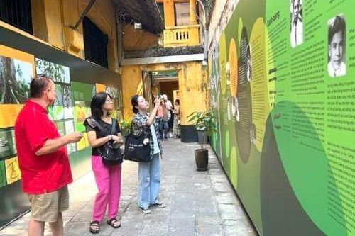 Cây bàng 'kể chuyện' tinh thần chiến sĩ cách mạng