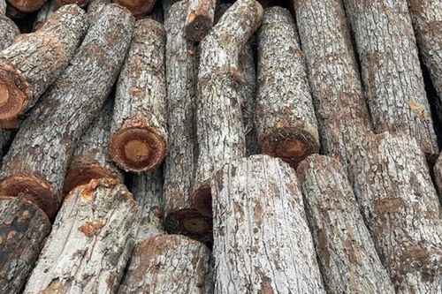 Vận chuyển gỗ nghi khai thác trái phép