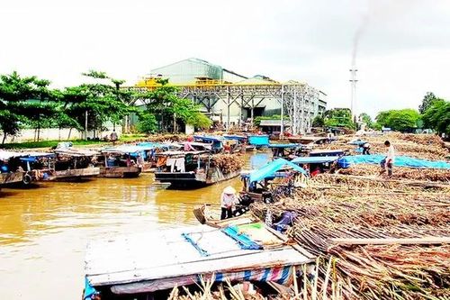 Để ngành mía đường ĐBSCL thôi thoi thóp