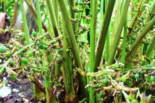 Loại gia vị đắt đỏ nhất hành tinh, Việt Nam có nhiều