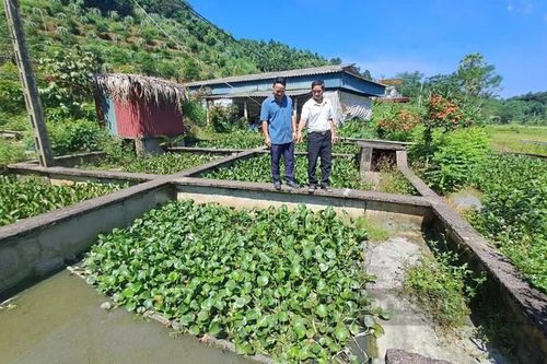 Thu 400-500 triệu/năm nhờ nuôi loại 'thủy quái' này