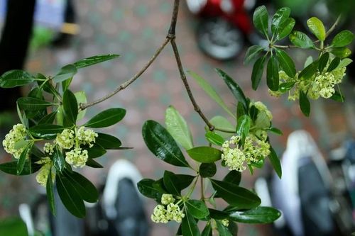 Hoa sữa nồng nàn trong hương Thu Hà Nội