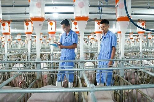 Nông nghiệp BAF chào bán 65 triệu cổ phiếu, huy động 1.000 tỷ đồng