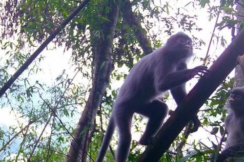 Phát hiện hàng loạt động vật quý hiếm từ bẫy ảnh trong rừng sâu