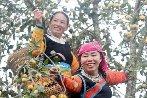 Sơn La: Mùa thu hoạch sơn tra ở huyện Bắc Yên