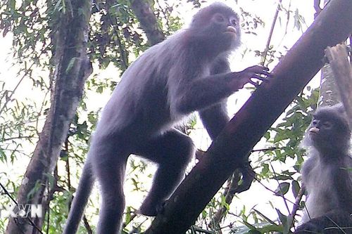 Nghệ An phát hiện nhiều động vật quý hiếm trong Khu bảo tồn thiên nhiên Pù Hoạt
